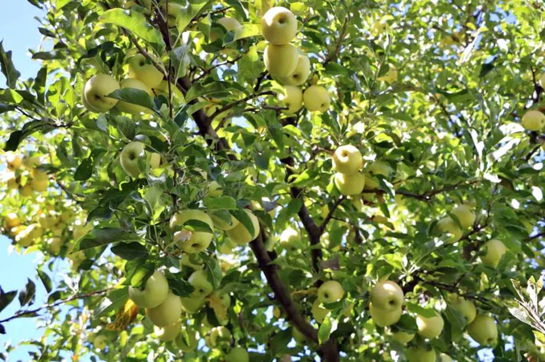Yüksekova'da elma yağmuru! 'Taleplere yetişemiyorum' diye isyan etti 4